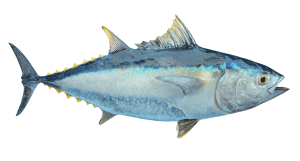 BLUE TUNAFISH